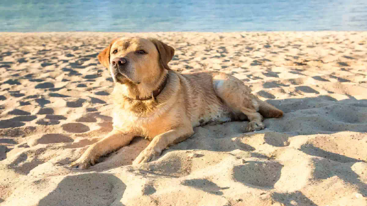Spiagge per cani e gatti in Italia, animali domestici che giocano sulla sabbia vicino al mare in una zona pet friendly