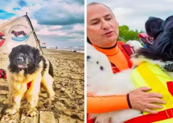Cane bagnino Thor della SICS Toscana in riva al mare, ritratto mentre osserva le onde al tramonto, immagine commemorativa dedicata al suo ultimo saluto.