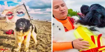 Cane bagnino Thor della SICS Toscana in riva al mare, ritratto mentre osserva le onde al tramonto, immagine commemorativa dedicata al suo ultimo saluto.