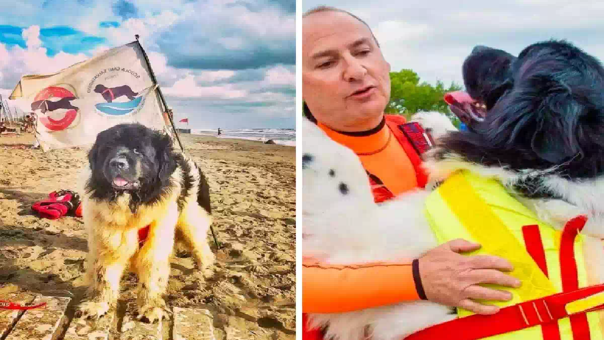 Cane bagnino Thor della SICS Toscana in riva al mare, ritratto mentre osserva le onde al tramonto, immagine commemorativa dedicata al suo ultimo saluto.