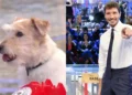 Stefano De Martino annuncia il nuovo cagnolino che sostituirà Gennarino nella nuova edizione di Affari Tuoi