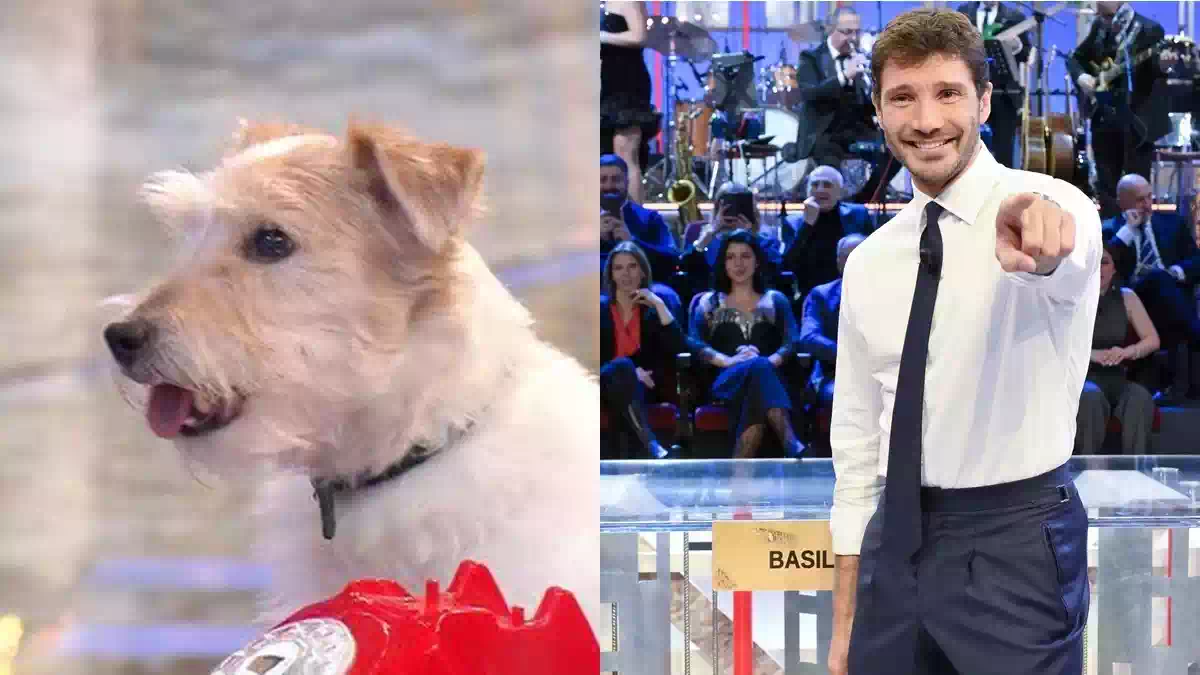 Stefano De Martino annuncia il nuovo cagnolino che sostituirà Gennarino nella nuova edizione di Affari Tuoi