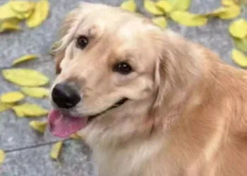 Cane Bubble, Golden Retriever dal mantello dorato, ritratto in primo piano all'aperto tra foglie cadute, protagonista della vicenda legata alla scomparsa durante un volo aereo