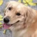 Cane Bubble, Golden Retriever dal mantello dorato, ritratto in primo piano all'aperto tra foglie cadute, protagonista della vicenda legata alla scomparsa durante un volo aereo