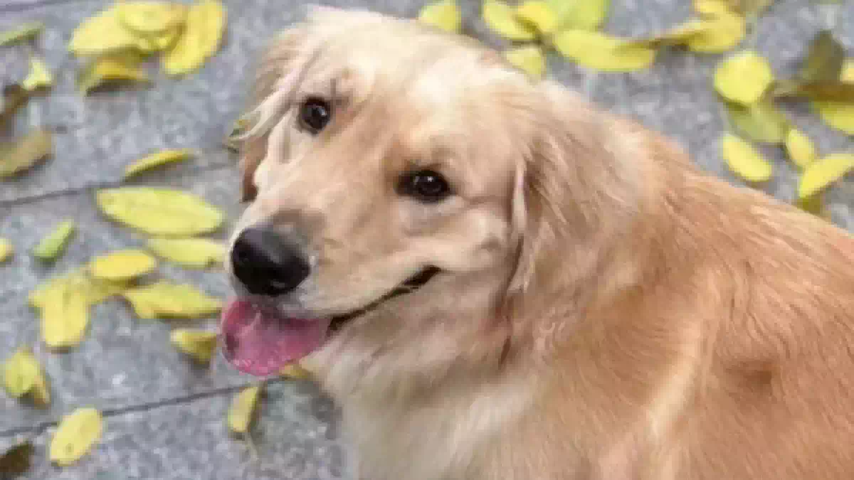 Cane Bubble, Golden Retriever dal mantello dorato, ritratto in primo piano all'aperto tra foglie cadute, protagonista della vicenda legata alla scomparsa durante un volo aereo