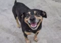 Cane Diego, l’Hachiko italiano di Nocera, ritratto mentre osserva la strada in attesa di una nuova famiglia, immagine simbolica della sua fedeltà e del percorso di adozione.