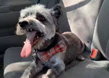 Cane Owl ritrovato dopo oltre quattro anni dalla scomparsa mentre riabbraccia la sua famiglia in Arizona dopo una lunga ricerca resa possibile dal microchip.