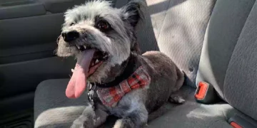 Cane Owl ritrovato dopo oltre quattro anni dalla scomparsa mentre riabbraccia la sua famiglia in Arizona dopo una lunga ricerca resa possibile dal microchip.