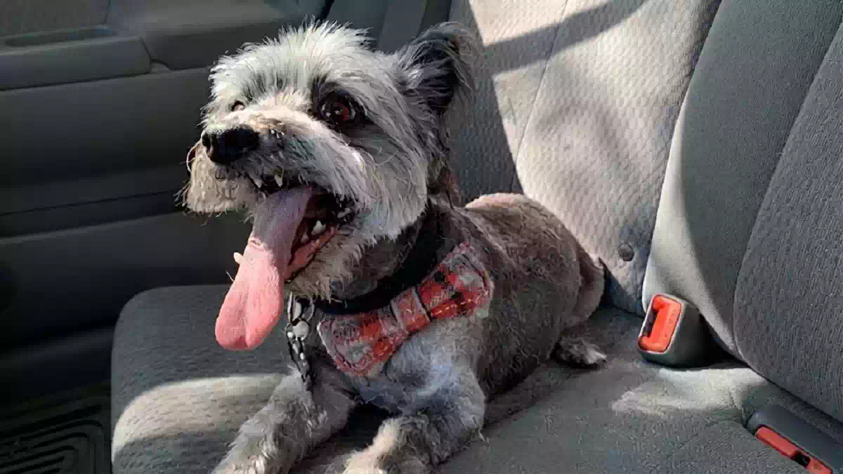 Cane Owl ritrovato dopo oltre quattro anni dalla scomparsa mentre riabbraccia la sua famiglia in Arizona dopo una lunga ricerca resa possibile dal microchip.