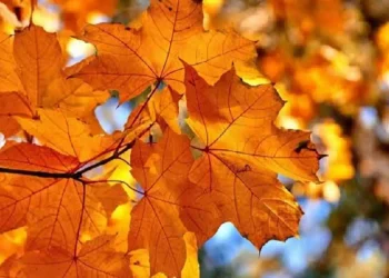 Paesaggio autunnale con alberi dalle foglie rosse e gialle al tramonto durante l'equinozio d'autunno, simbolo dell'arrivo della nuova stagione.