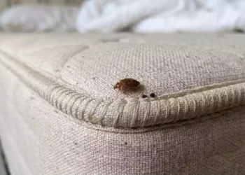 Cimice da letto fotografata da vicino sulla cucitura di un materasso, uno dei nascondigli più comuni di questi insetti nelle camere da letto