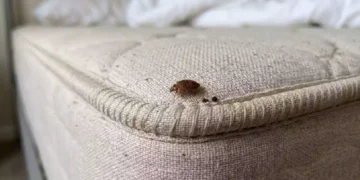 Cimice da letto fotografata da vicino sulla cucitura di un materasso, uno dei nascondigli più comuni di questi insetti nelle camere da letto