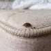 Cimice da letto fotografata da vicino sulla cucitura di un materasso, uno dei nascondigli più comuni di questi insetti nelle camere da letto
