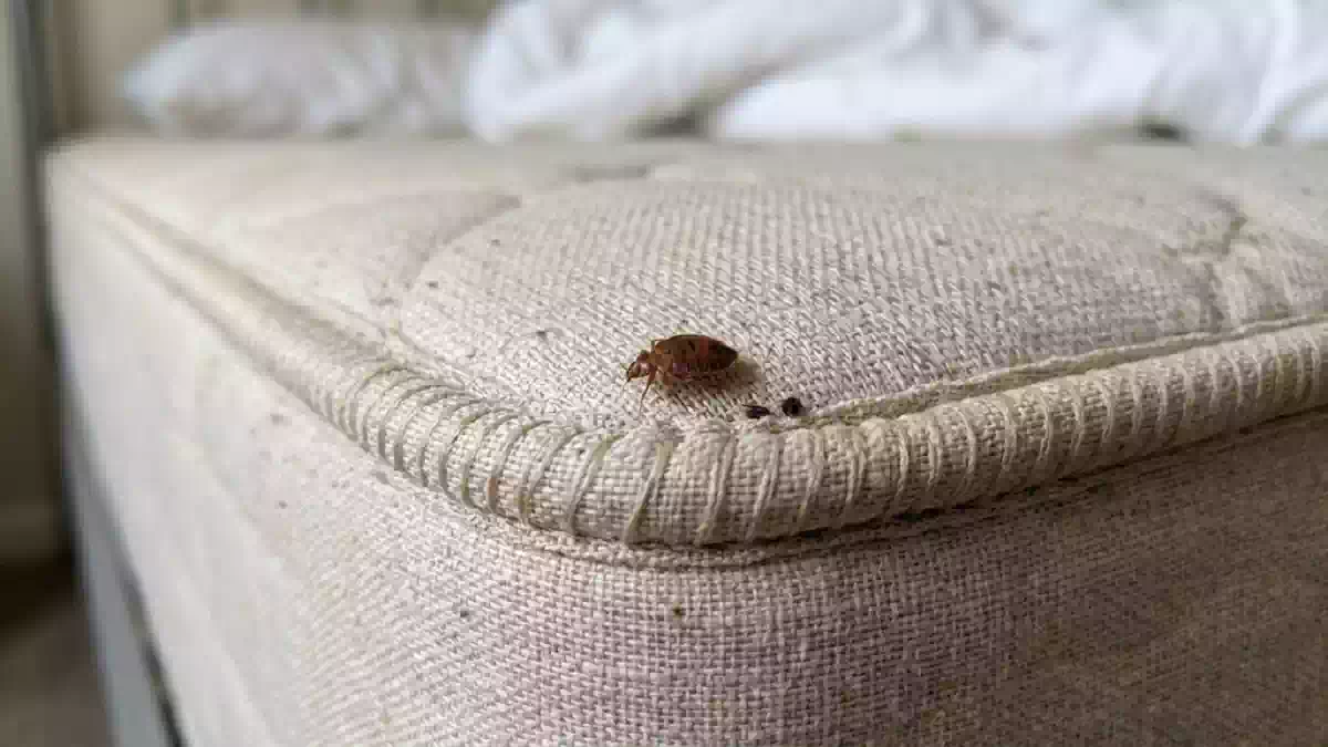 Cimice da letto fotografata da vicino sulla cucitura di un materasso, uno dei nascondigli più comuni di questi insetti nelle camere da letto