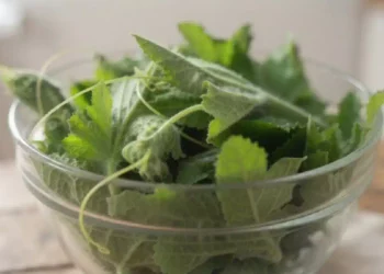 Ciotola di vetro colma di tenerumi freschi, le tenere foglie e i germogli della zucchina lunga siciliana. Le foglie verdi, morbide e vellutate sono adagiate su un tavolo in legno in un ambiente luminoso