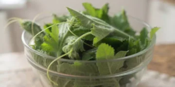 Ciotola di vetro colma di tenerumi freschi, le tenere foglie e i germogli della zucchina lunga siciliana. Le foglie verdi, morbide e vellutate sono adagiate su un tavolo in legno in un ambiente luminoso