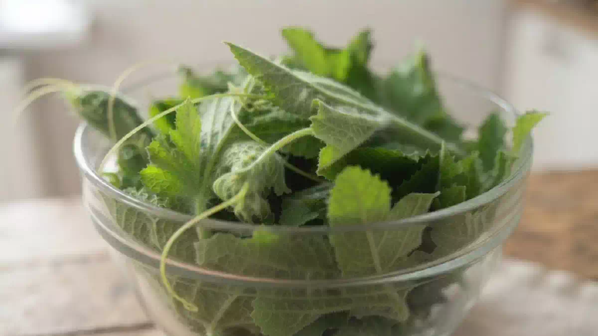 Ciotola di vetro colma di tenerumi freschi, le tenere foglie e i germogli della zucchina lunga siciliana. Le foglie verdi, morbide e vellutate sono adagiate su un tavolo in legno in un ambiente luminoso