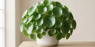 Pilea sempre verde e rigogliosa: i segreti per coltivare al meglio la pianta delle monete