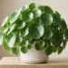 Pilea sempre verde e rigogliosa: i segreti per coltivare al meglio la pianta delle monete