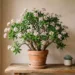 Un'elegante pianta di giada in vaso cresce con rami robusti ed è ricca di foglie verdi succulente e grappoli di piccoli fiori stellati di colore rosa chiaro