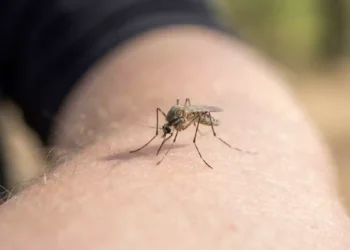 Zanzara posata sulla pelle di un braccio umano durante l'autunno, dettaglio ravvicinato dell'insetto