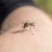 Zanzara posata sulla pelle di un braccio umano durante l'autunno, dettaglio ravvicinato dell'insetto