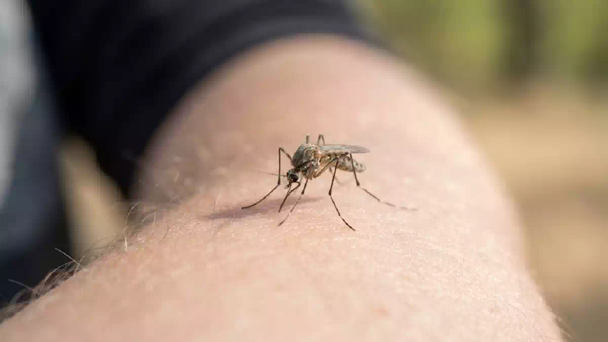 Zanzara posata sulla pelle di un braccio umano durante l'autunno, dettaglio ravvicinato dell'insetto